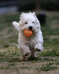 white terrier running with ball in mouth