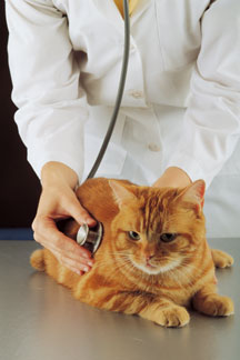 orange cat being assessed by vet