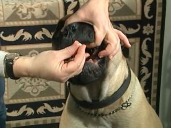 dog being fed a pill