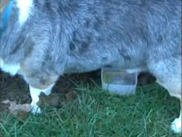 male dog peeing in cup